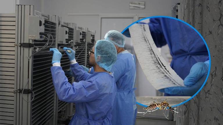 Investigadores del INSPI monitoreándo a las crías de mosquitos previo a su esterilización. Collage VISTAZO.