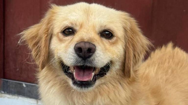 Messi tendrá su final feliz: perrito que era usado para peleas clandestinas será adoptado
