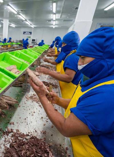 Trabajadores procesan los filetes de atún de exportación