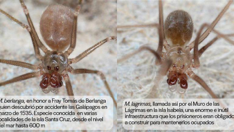Hallan 3 nuevas especies de arañas en Galápagos; dos de ellas son ciegas