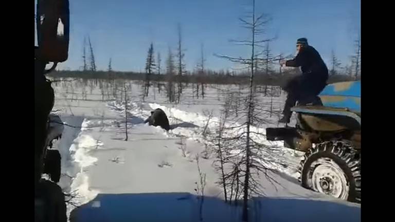 Rusia investiga vídeo de oso atropellado por dos camiones