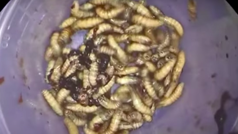 Hallan 150 gusanos vivos en la nariz de un pescador de Florida: ¿Cómo llegaron ahí?