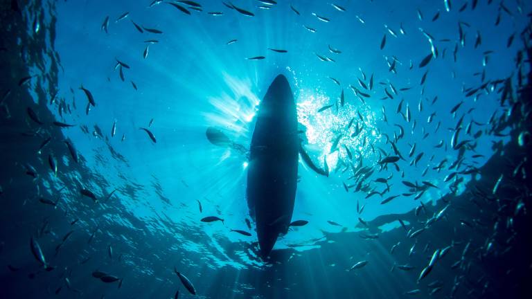 (FILES) Fish swim around a kayak photographed from underwater in a cove off Portofino, Italy on September 9, 2015. According to the European Union's Copernicus Marine Service, the world's oceans just experienced their hottest June on record, global average sea surface temperatures in June were 20.98C, beating the previous records of 2023 and 2024, and could set fresh highs in the months ahead as El Nino and climate change drive temperatures even higher, scientists said on July 01, 2026. (Photo by Olivier MORIN / AFP)