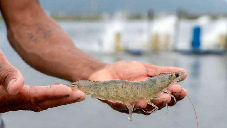 El sistema de producción con el que se cría el camarón ecuatoriano garantiza las condiciones naturales que la especie necesita para desarrollar una calidad superior.