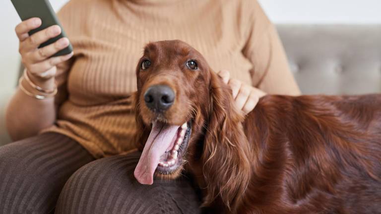 Revelan que los perros se vuelven más negativos al oler el estrés humano