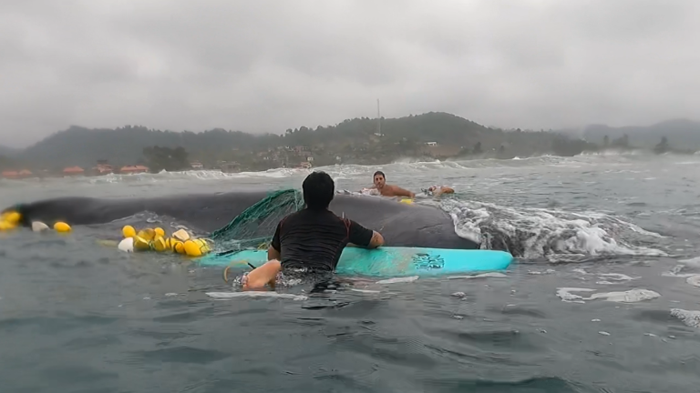 Surfistas liberan a una ballena jorobada atrapada en redes de pesca en la costa de Manabí