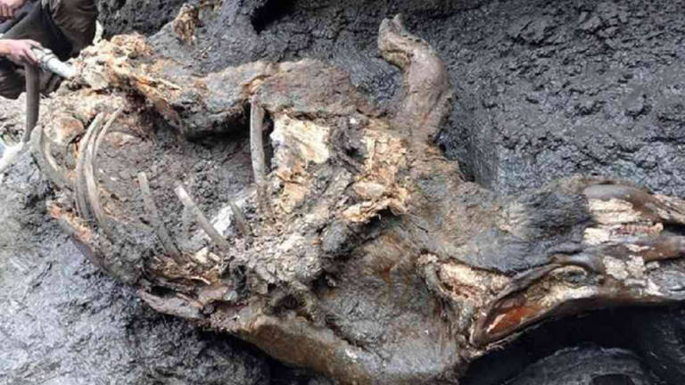 Descubren restos congelados de rinoceronte lanudo extinto hace miles de años en Siberia