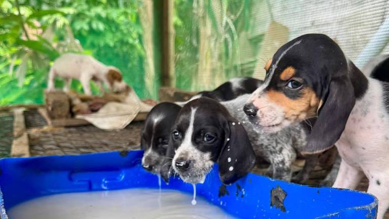 Rescatan a una perra y sus cinco cachorros tras detectar infracciones de bienestar animal en Quito