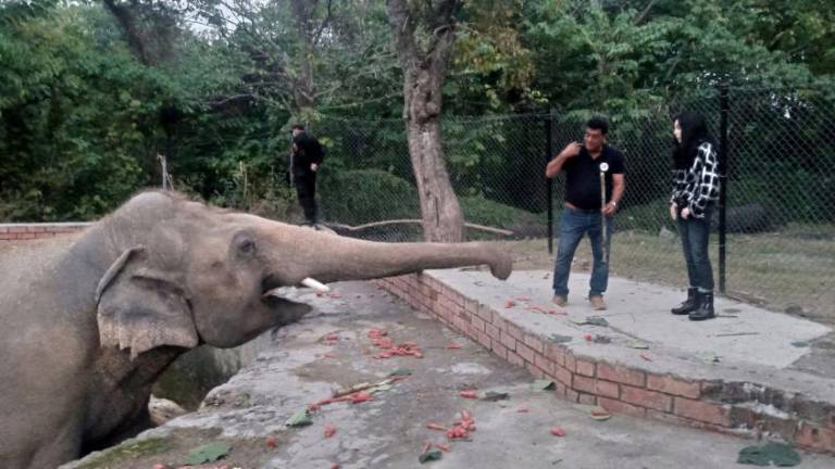 El “elefante más solitario del mundo” llegó a un santuario tras campaña de Cher