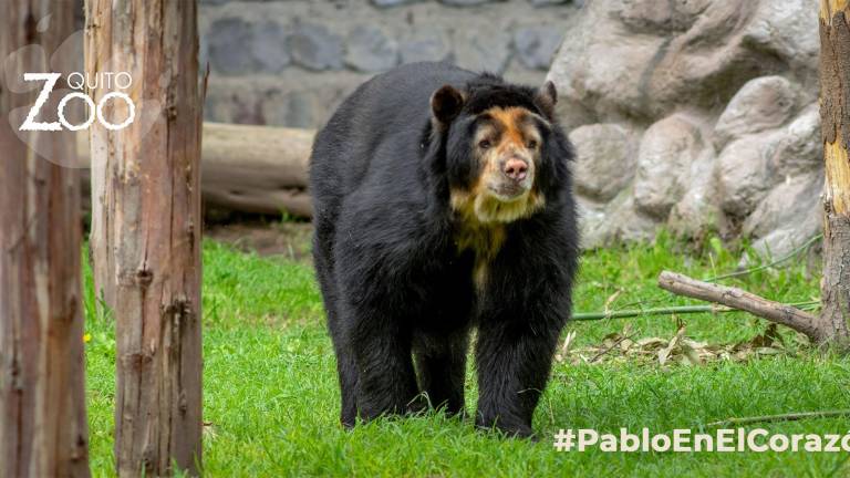 Muere el oso Pablo, habitante del zoológico de Quito desde 1998