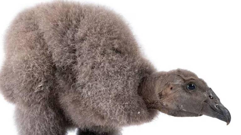 Elige el nombre de la pichona de cóndor andino que nació en Cuenca: así puedes votar