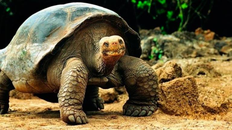 Investigan faenamiento de tortugas gigantes en Galápagos
