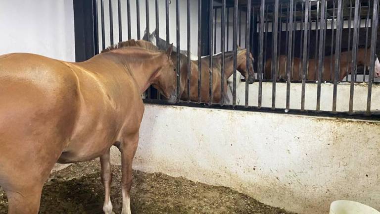Megaoperativo en Milagro: decomisan caballos de paso en predios ligados a alias ‘Alan’, líder de Los Águilas