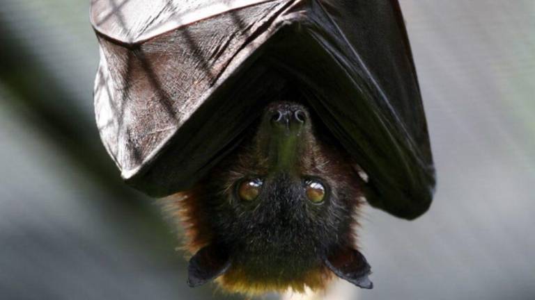 Científicos descubren un virus muy parecido al del covid-19 en murciélagos de Laos