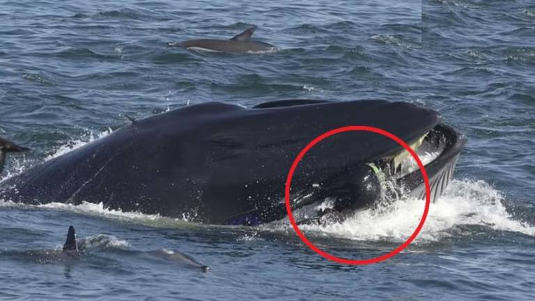 Ballena se traga a un buzo que se salva milagrosamente