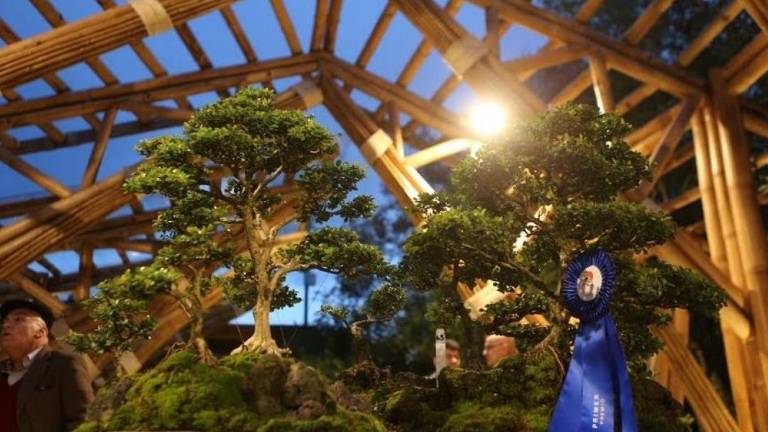 Quito estrena su "museo vivo" de bonsái
