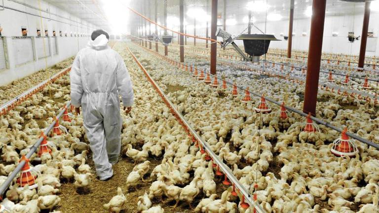 Declaran emergencia en Ecuador por brote de influenza aviar: 180 mil aves serán sacrificadas