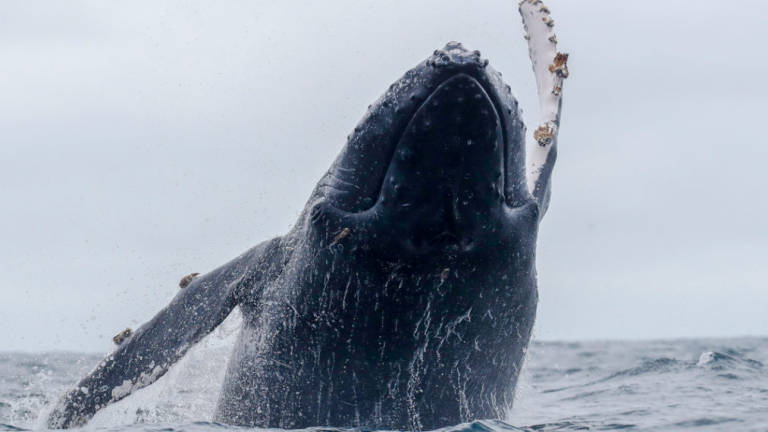 El peligroso rescate de una ballena jorobada varada en un río infestado de cocodrilos
