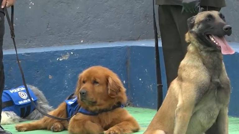 Francia dona a Ecuador cuatro perros antidrogas para fortalecer lucha contra narcotráfico