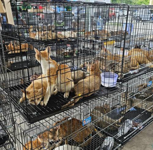 Rescatan a 400 gatos destinados al comercio ilegal de carne en Vietnam