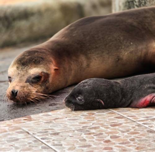 Mamá lobo marino dio a luz a una cría en Puerto Ayora.