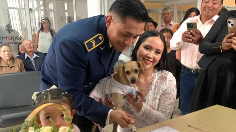 Bodas 'Pet Friendly' en Ecuador: las mascotas ahora pueden ser testigos en el Registro Civil