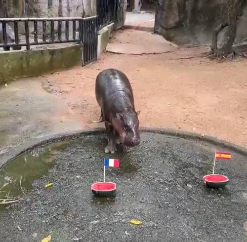 El hipopótamo viral Moo Deng predice una final entre Francia e Inglaterra para el Mundial