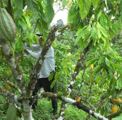 El sector cacaotero ecuatoriano ha invertido para proteger las plantaciones de la fruta.