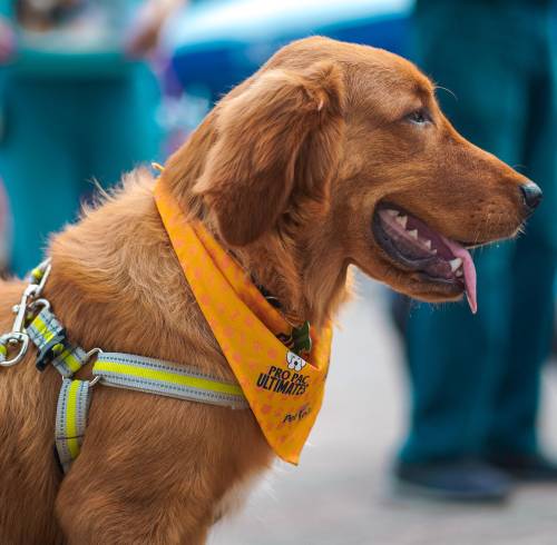 Atención veterinaria gratuita y concursos: Universidad ECOTEC organiza jornada de bienestar animal