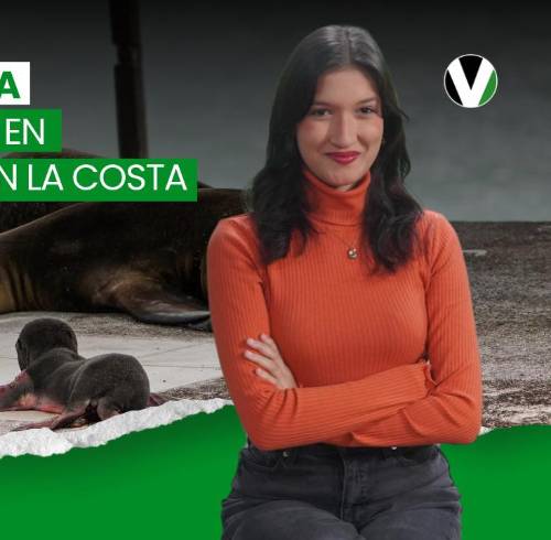 VIDEO | Lluvias e inundaciones, COP17 y un lobito marino que enamora en Galápagos