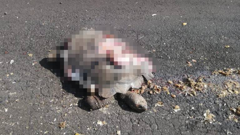Muere atropellada una tortuga gigante de Galápagos