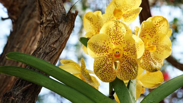 Nuevas especies de orquídeas se descubren en Ecuador