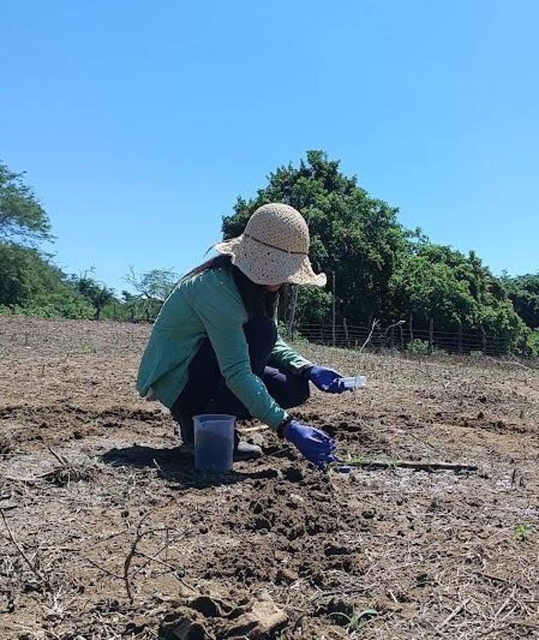 $!Una mujer recoge muestras de suelo desde donde salen los microorganismos que luego son analizados en el laboratorio.