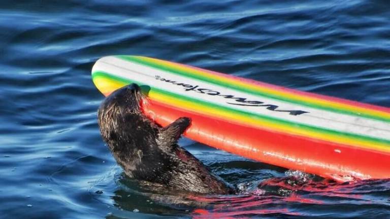 VÍDEO: Captan a nutria robando tablas de surf en Estados Unidos
