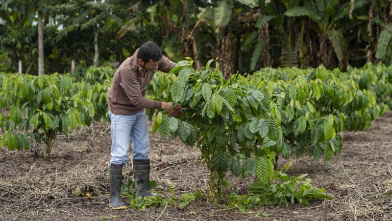 En Ecuador se impulsa la agricultura regenerativa