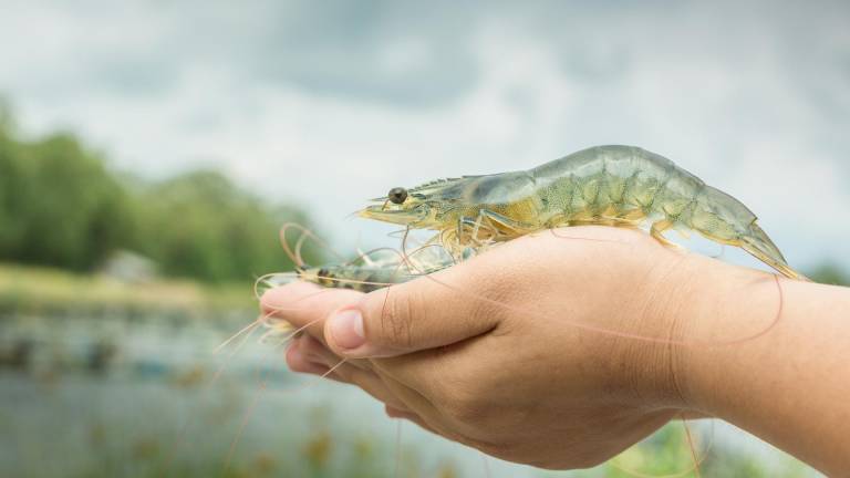 Ecuador, líder en mejoramiento genético del camarón