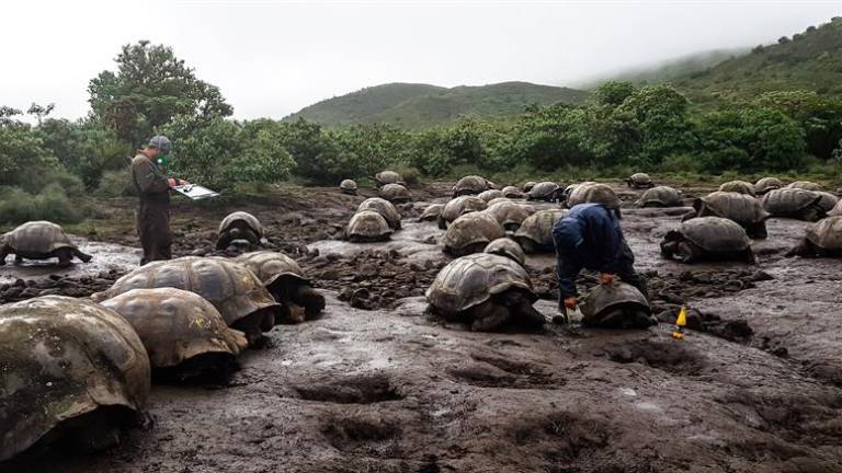 Científicos siguen de cerca a 4.723 tortugas gigantes de Galápagos