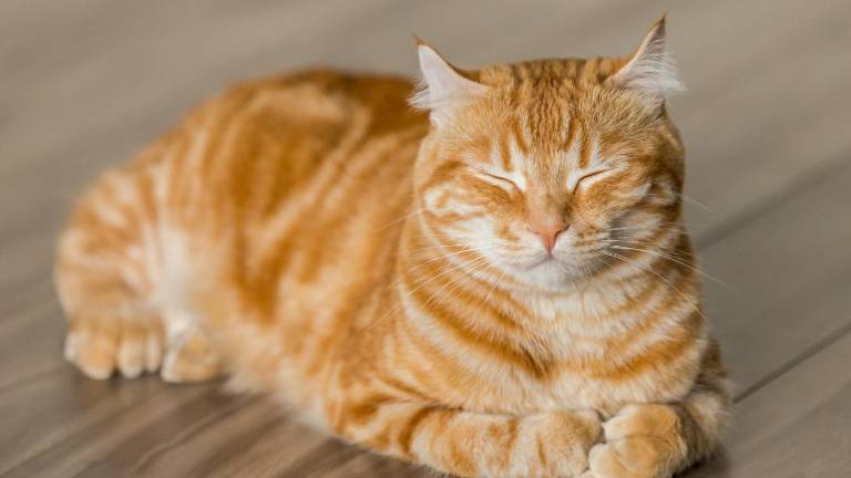 ¿Tu gato sufre en silencio? Cómo detectar si está enfermo