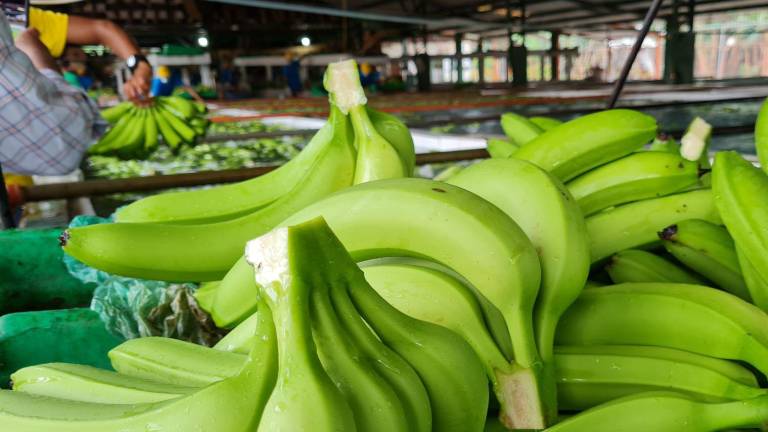 Más de un millón de cajas de banano de Ecuador en incertidumbre por ataque en Irán