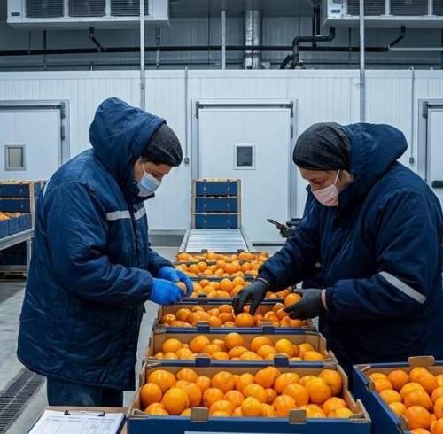 La mandarina Tango de Ecuador es una variedad sin semillas, de piel lisa y brillante. (Representación visual con IA)