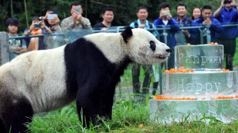 Murió Pan Pan, el panda macho más viejo del mundo