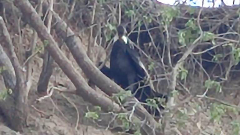 Insólito: observan un cóndor andino en una playa de Muisne, provincia de Esmeraldas