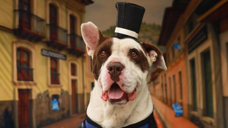 $!Los protagonistas de esta galería han sido rescatados de casos de abandono, encadenamiento, intento de envenenamiento o acumulación de animales.