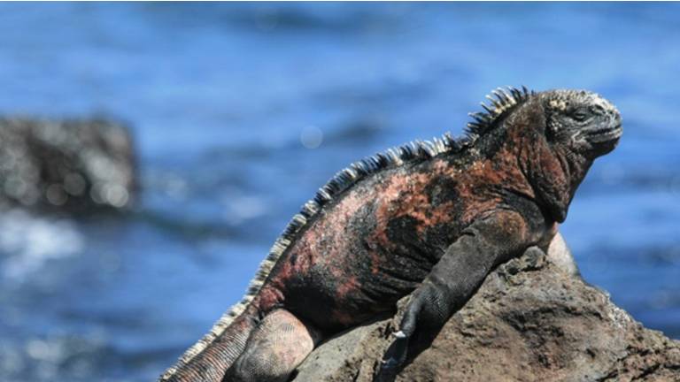 CITES CoP20: Por qué Ecuador pide proteger las iguanas terrestres y marinas