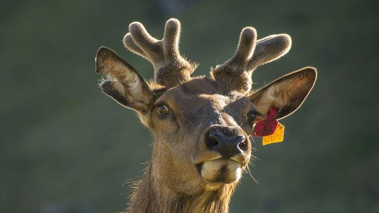 Alerta por el avance de la enfermedad del 'ciervo zombi': ¿Qué es y por qué preocupa a los científicos?