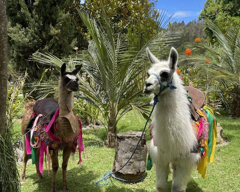 $!Uzhupud Garden, un jardín en La Higuera de Paute que te conecta con la naturaleza