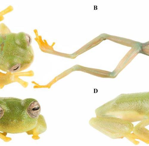 Nueva especie de rana de Ecuador, Nymphargus dajomesae, recibe nombre en honor a Neisi Dajomes