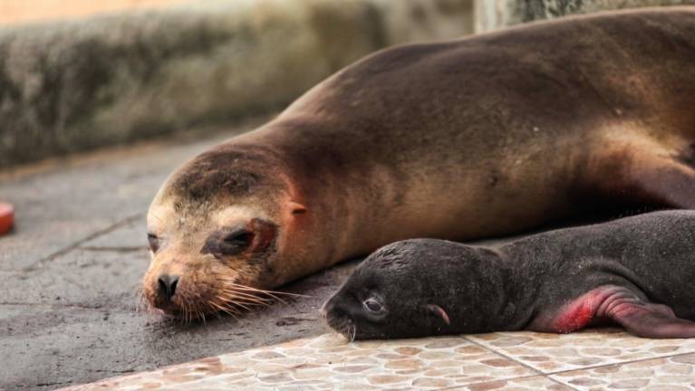 VIDEO | El tierno nacimiento de un lobo marino en Puerto Ayora, Galápagos
