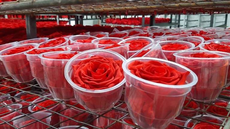 Rosas ecuatorianas serán comercializadas en la Unión Europa por un grupo español
