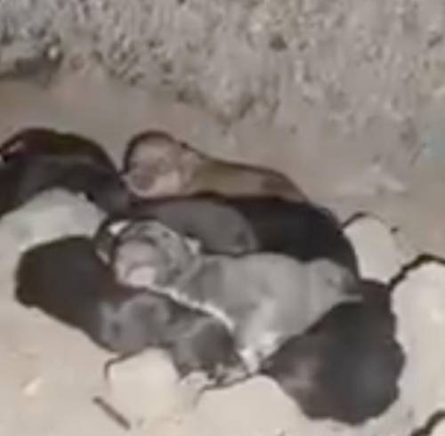 Esperanza tras el terremoto: Salvan a una perra y sus 10 cachorros nacidos en los escombros, en Colombia